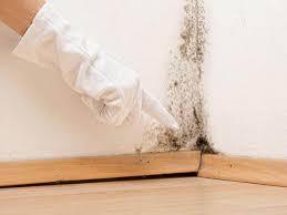 Why You Should Choose Our Mold Remediation Services in Reno, OH